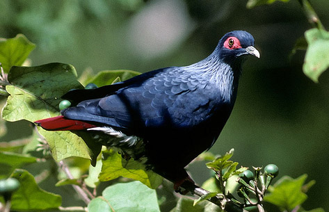 Alectroenas madagascariensis